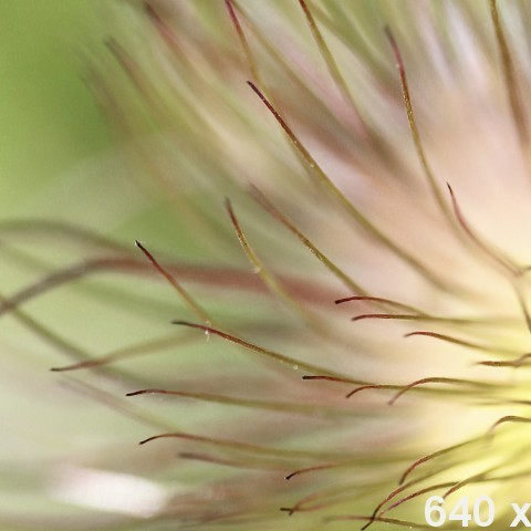 dummy-640x480-floral-1