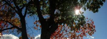 Integer dapibus congue